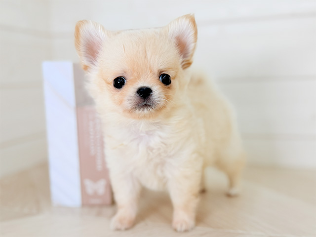 大阪府のポメチワ/チワポメ/ポメチー(ポメラニアン×チワワ) (ペッツファースト寝屋川店/2026年1月6日生まれ/女の子/クリーム)の子犬の1枚目の画像