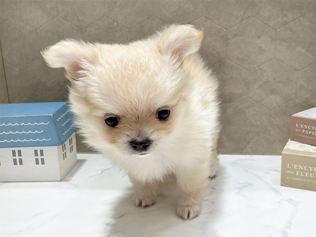 東京都のポメチワ/チワポメ/ポメチー(ポメラニアン×チワワ) (ペッツファースト晴海店/2026年1月6日生まれ/女の子/クリーム)の子犬