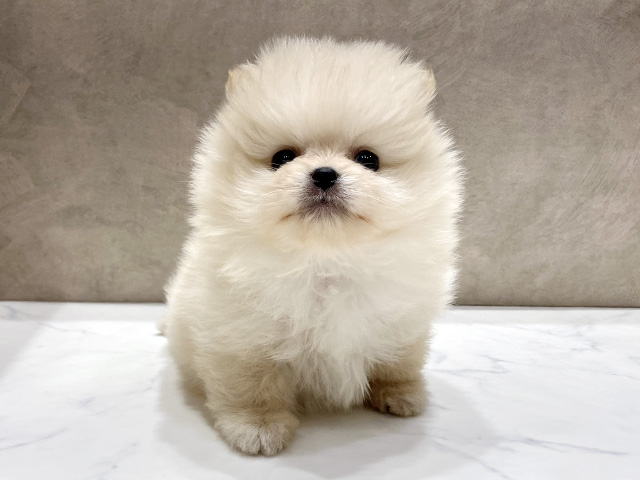 大阪府のポメラニアン (ペッツファースト心斎橋本店/2026年1月5日生まれ/男の子/クリーム)の子犬の1枚目の画像