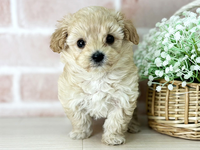 京都府のマルプー(マルチーズ×プードル) (ペッツファースト京都店/2026年1月6日生まれ/男の子/クリームホワイト)の子犬の1枚目の画像