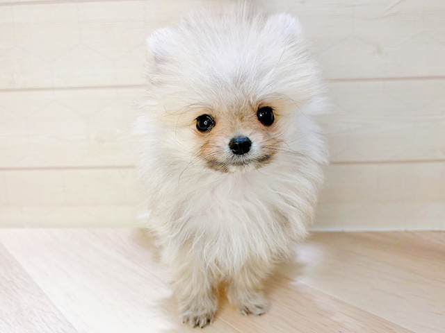 埼玉県のポメラニアン (ペッツファーストレイクタウン店/2026年1月6日生まれ/男の子/ウルフセーブル)の子犬の1枚目の画像