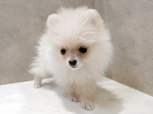 秋田県のポメラニアン (ペッツファースト秋田店/2026年1月6日生まれ/女の子/クリーム)の子犬の1枚目の画像