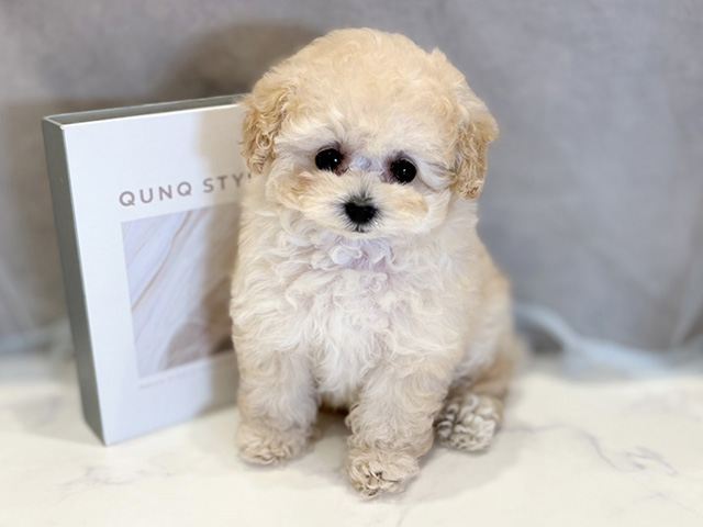 東京都のトイプードル(ティーカップ) (ペッツファースト青山店/2026年1月4日生まれ/女の子/クリーム)の子犬の1枚目の画像