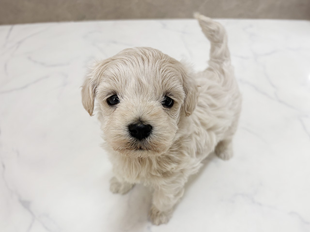 福岡県のマルプー(マルチーズ×プードル) (ペッツファースト福津店/2026年1月6日生まれ/女の子/クリーム)の子犬の1枚目の画像