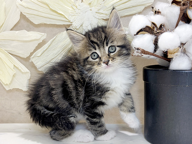 兵庫県のメインクーン (ペッツファースト神戸三宮センター街店/2026年1月6日生まれ/男の子/ブラウンタビーホワイト)の子猫の1枚目の画像