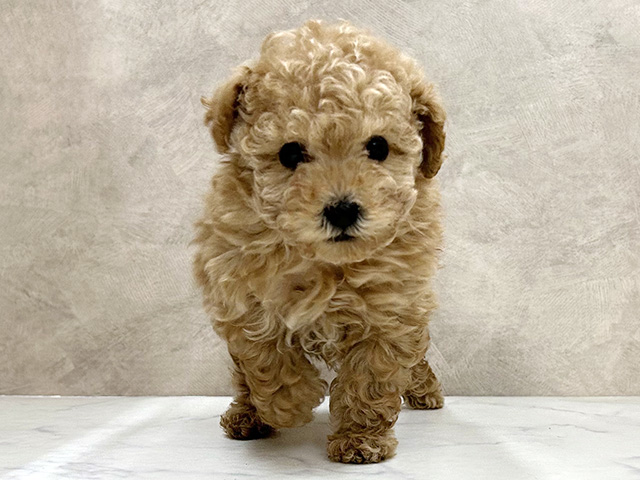 埼玉県のトイプードル(トイ) (ペッツファースト岩槻店/2026年1月6日生まれ/女の子/アプリコット)の子犬の1枚目の画像