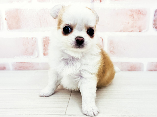 埼玉県のチワワ(ロング) (ペッツファースト春日部店/2026年1月8日生まれ/男の子/レッドホワイト)の子犬の1枚目の画像