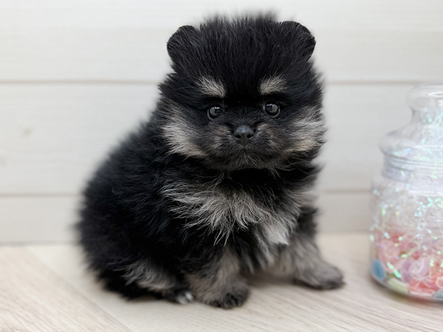 東京都のポメラニアン (ペッツファースト渋谷店/2026年1月7日生まれ/女の子/ブラックタン)の子犬の1枚目の画像