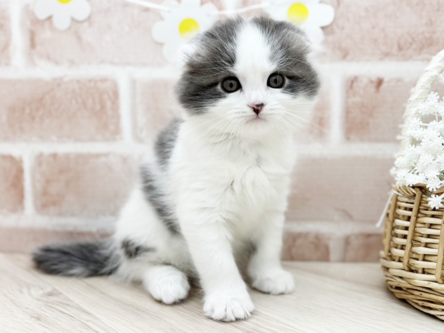 スコティッシュフォールド