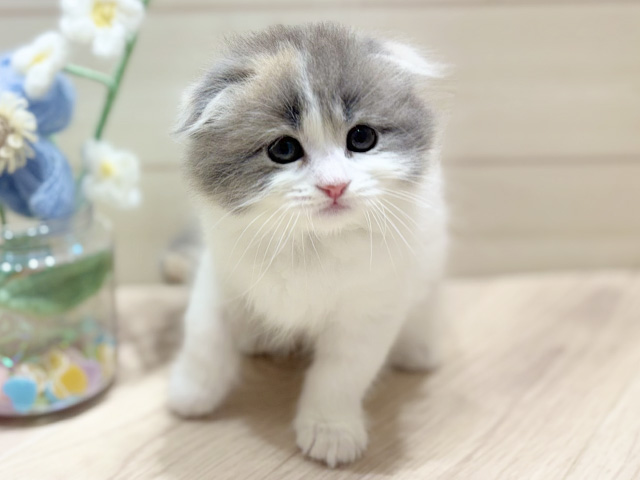 大阪府のスコティッシュフォールド (ペッツファーストららぽーと門真店/2026年1月3日生まれ/女の子/ダイリュートキャリコ)の子猫