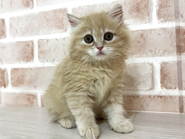神奈川県のラガマフィン (ペッツファーストfor cats横浜元町店/2026年1月4日生まれ/女の子/クリームタビー)の子猫の1枚目の画像