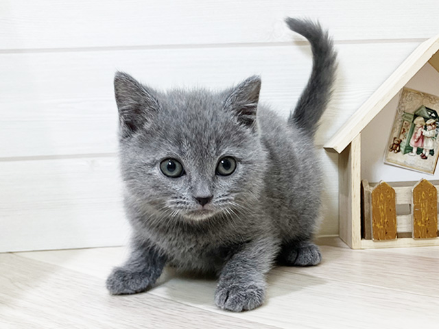 鳥取県のシャルトリュー (ペッツファースト日吉津店/2026年1月5日生まれ/男の子/ブルー)の子猫の1枚目の画像
