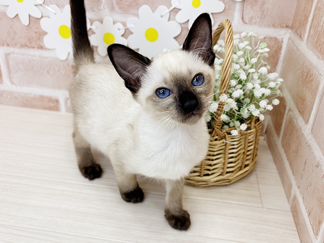 鹿児島県のトンキニーズ (ペッツファースト鹿児島店/2025年12月23日生まれ/女の子/ナチュラルミンク)の子猫の1枚目の画像