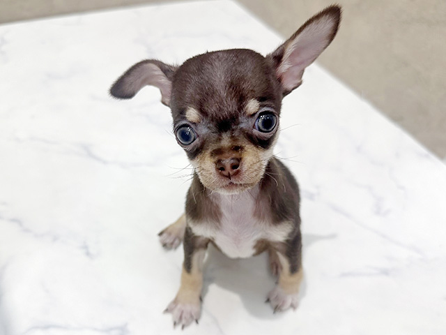 福岡県のチワワ(スムース) (ペッツファースト福津店/2026年1月7日生まれ/女の子/チョコレートクリームホワイト)の子犬の1枚目の画像