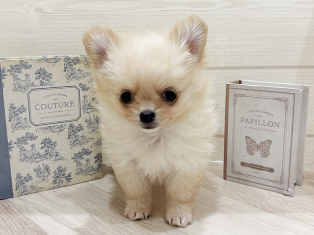 愛知県のポメチワ/チワポメ/ポメチー(ポメラニアン×チワワ) (ペッツファースト岡崎店/2026年1月7日生まれ/女の子/クリーム)の子犬の1枚目の画像