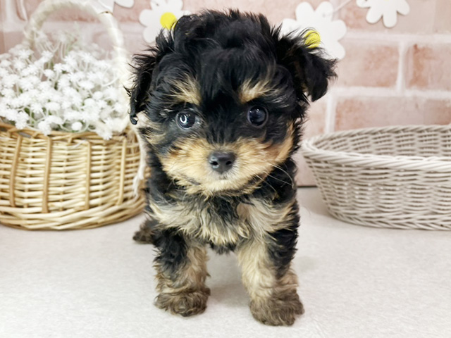 東京都のチワプー/プーチー(チワワ×プードル) (ペッツファーストお台場店/2026年1月5日生まれ/女の子/ブラックタン)の子犬の1枚目の画像