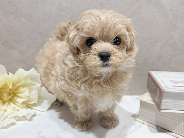 東京都のマルプー(マルチーズ×プードル) (ペッツファースト代官山店/2026年1月7日生まれ/女の子/クリームホワイト)の子犬の1枚目の画像