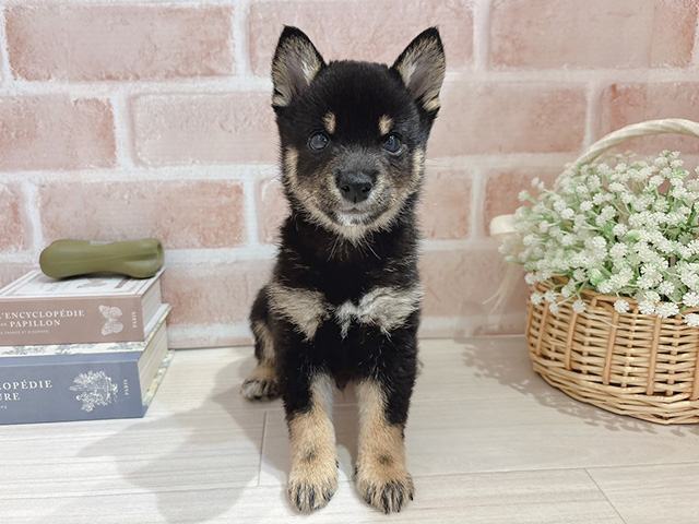 東京都の極小豆柴 (ペッツファースト自由が丘店/2026年1月5日生まれ/男の子/黒)の子犬の1枚目の画像