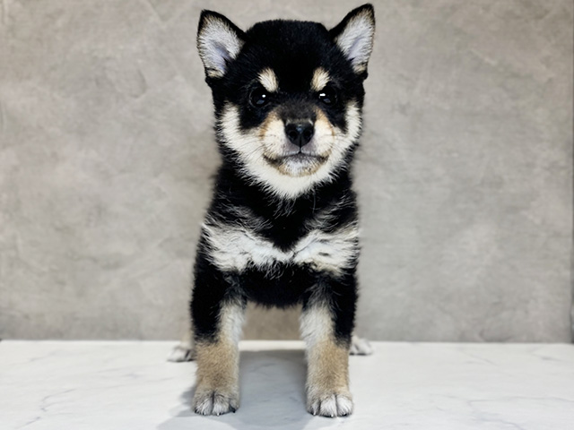 東京都の極小豆柴 (ペッツファースト神楽坂店/2026年1月7日生まれ/女の子/黒)の子犬