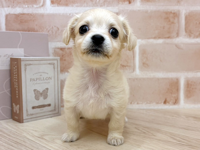 千葉県のチワックス(チワワ×ダックス) (ペッツファースト市川妙典店/2026年1月7日生まれ/女の子/イエロー)の子犬の1枚目の画像