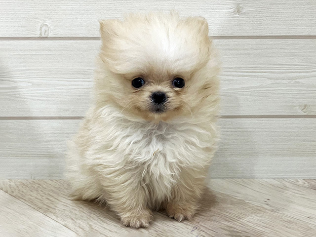 福岡県のポメラニアン (ペッツファースト福岡天神店/2026年1月1日生まれ/男の子/クリーム)の子犬の1枚目の画像
