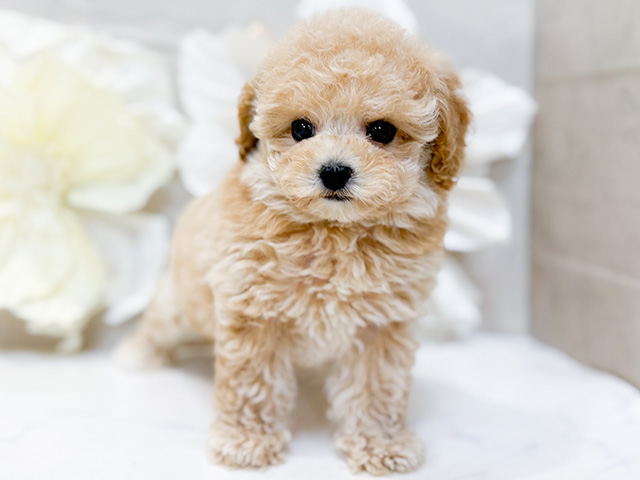 東京都のトイプードル(タイニー) (ペッツファースト恵比寿店/2026年1月7日生まれ/女の子/クリーム)の子犬の1枚目の画像