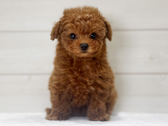 大阪府のトイプードル(ティーカップ) (ペッツファースト梅田店/2026年1月5日生まれ/女の子/レッド)の子犬の1枚目の画像