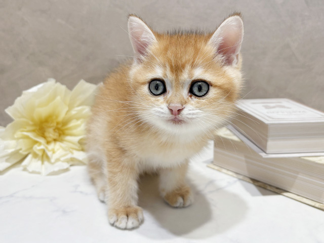 ブリティッシュ