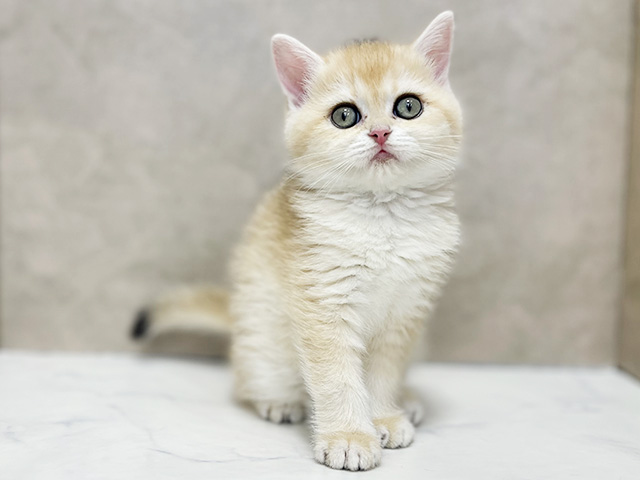 ブリティッシュ