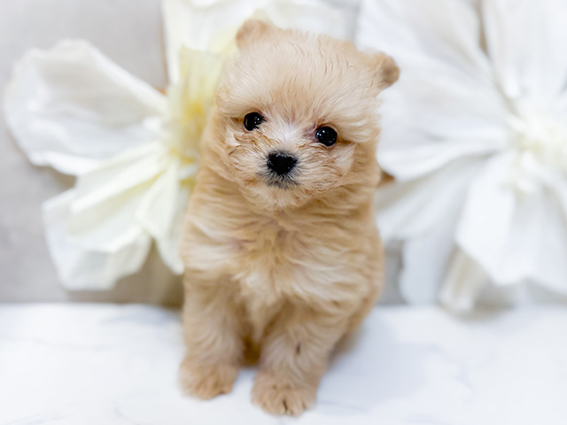 東京都のポメプー(ポメラニアン×プードル) (ペッツファースト恵比寿店/2026年1月6日生まれ/男の子/アプリコット)の子犬の1枚目の画像