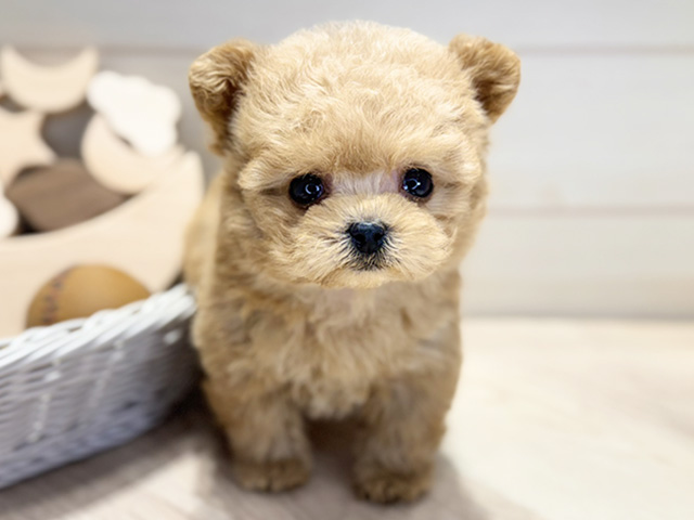 群馬県のペキプー(ペキニーズ×プードル) (ペッツファースト高崎店/2026年1月7日生まれ/男の子/アプリコット)の子犬の1枚目の画像