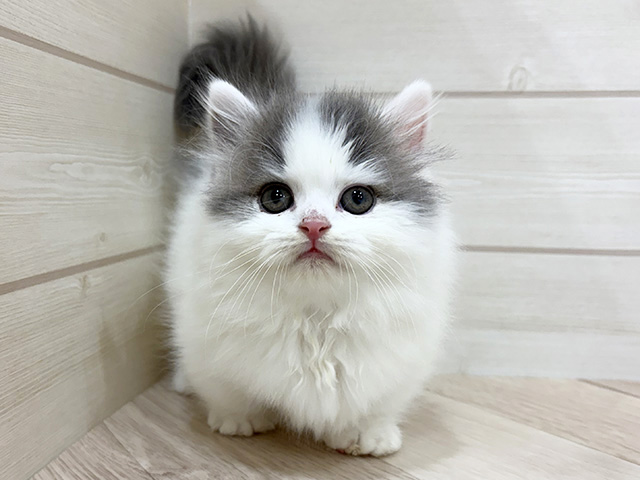 福岡県のマンチカン (ペッツファースト福岡天神店/2026年1月7日生まれ/男の子/ブルーホワイト)の子猫の1枚目の画像