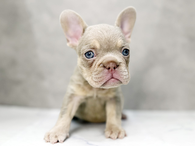 東京都のフレンチブルドッグ (ペッツファーストららぽーと立川立飛店/2026年1月3日生まれ/女の子/イザベラタン)の子犬