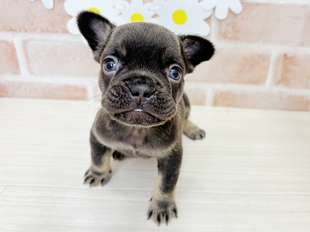 フレンチブルドッグ