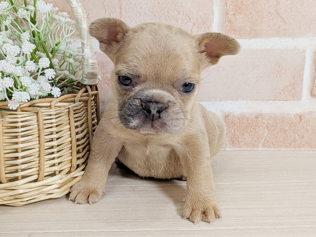 広島県のフレンチブルドッグ (ペッツファースト広島本通店/2026年1月7日生まれ/男の子/イザベラマール)の子犬の1枚目の画像