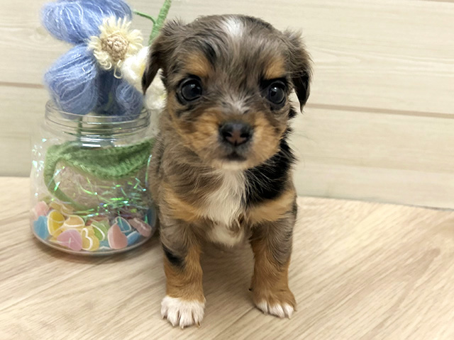大阪府のチワックス(チワワ×ダックス) (ペッツファーストららぽーと門真店/2026年1月7日生まれ/女の子/シルバーダップル)の子犬の1枚目の画像
