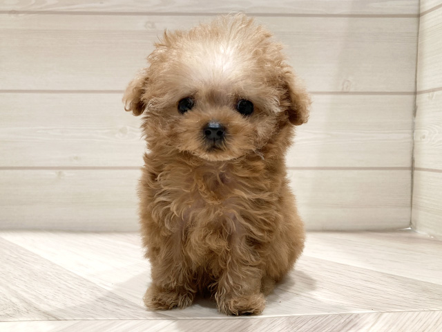 東京都のトイプードル(ティーカップ) (ペッツファースト豊洲店/2026年1月6日生まれ/女の子/アプリコット)の子犬の1枚目の画像