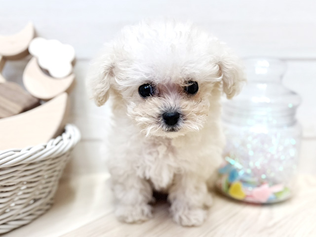 愛知県のトイプードル(ティーカップ) (ペッツファースト大高店/2026年1月3日生まれ/女の子/クリーム)の子犬の1枚目の画像