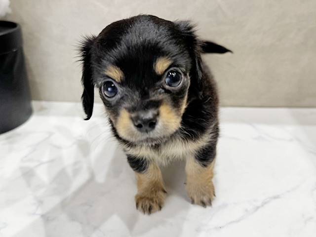 愛知県のチワックス(チワワ×ダックス) (ペッツファースト名古屋栄店/2026年1月6日生まれ/男の子/ブラックタン)の子犬の1枚目の画像