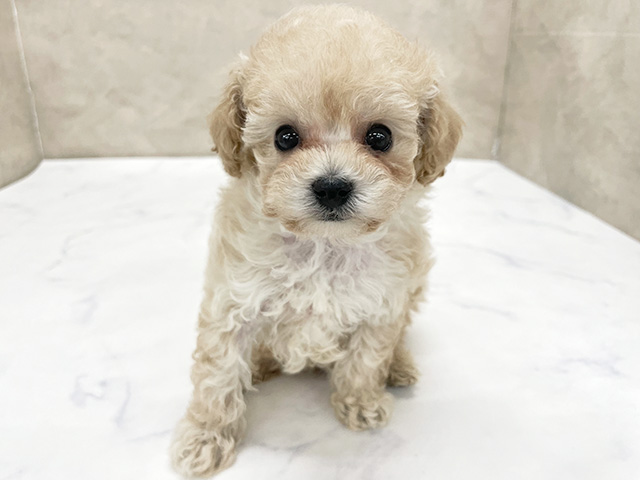 東京都のトイプードル(タイニー) (ペッツファースト八王子多摩美大前店/2026年1月7日生まれ/男の子/アプリコット)の子犬の1枚目の画像