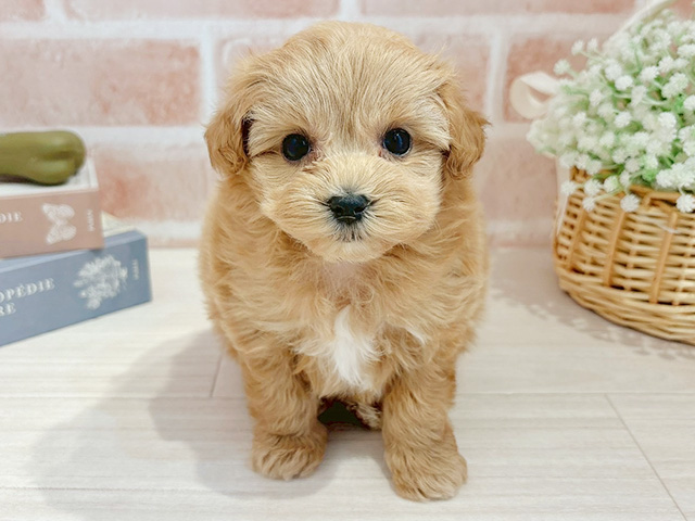 東京都のマルプー(マルチーズ×プードル) (ペッツファースト自由が丘店/2026年1月5日生まれ/女の子/レッドホワイト)の子犬の1枚目の画像