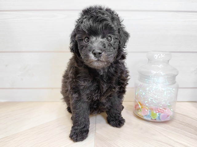 トイプードル