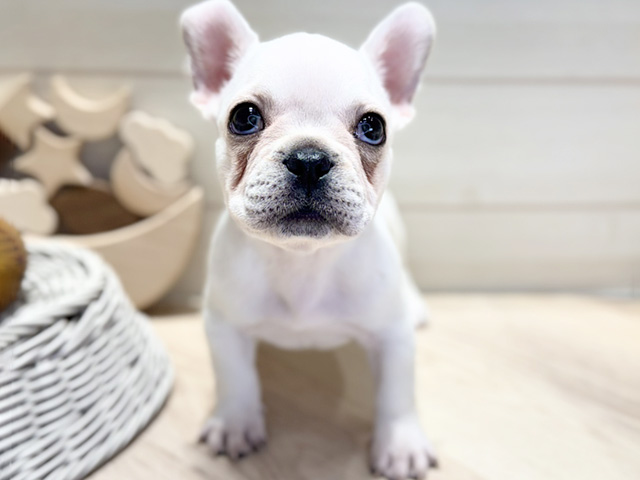 フレンチブルドッグ