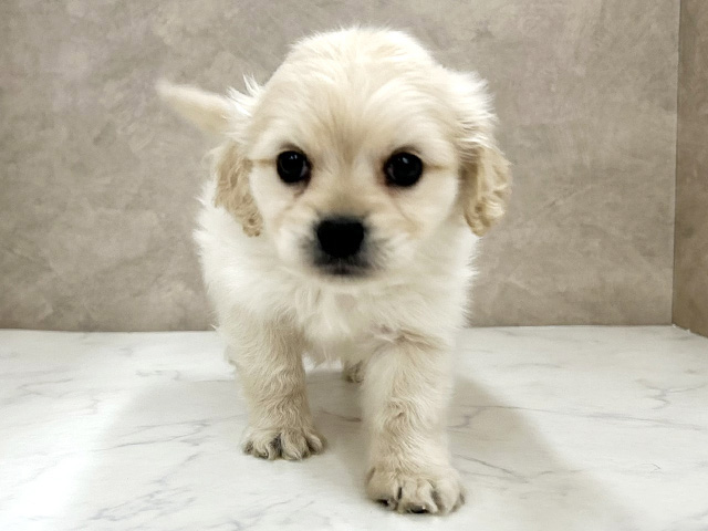 アメリカンコッカースパニエルミックス