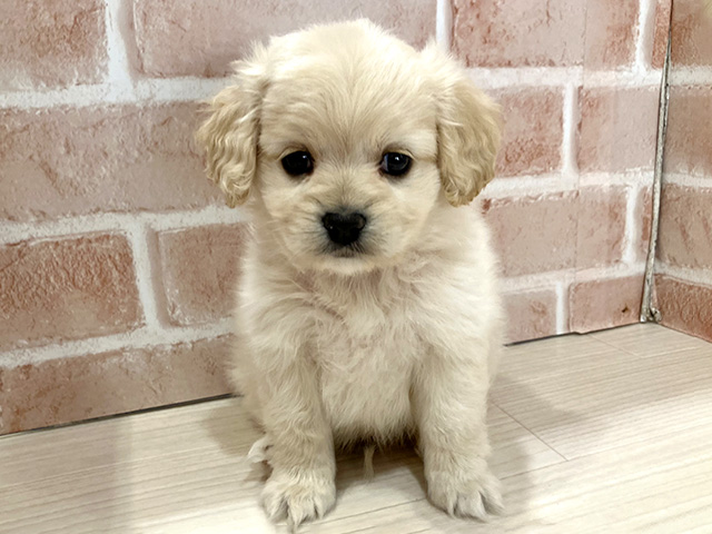 アメリカンコッカースパニエルミックス