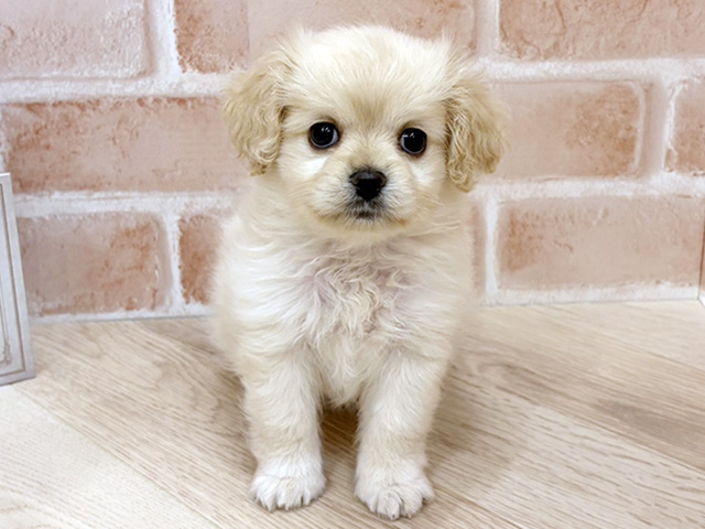 アメリカンコッカースパニエルミックス