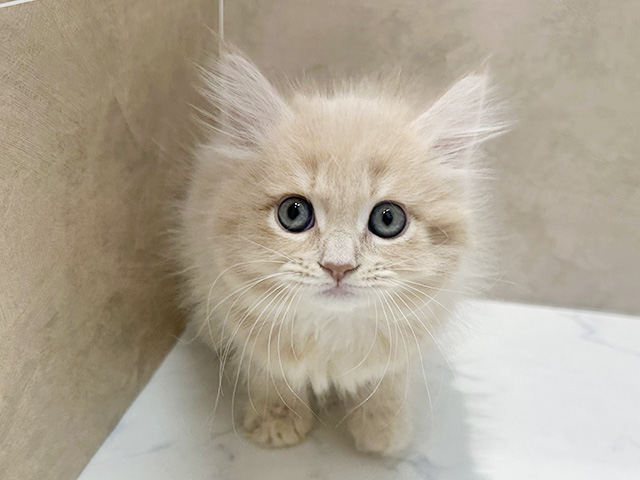 福岡県のサイベリアン (ペッツファースト福津店/2025年12月31日生まれ/女の子/クリームタビー)の子猫の1枚目の画像
