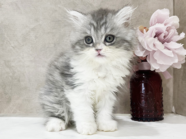 東京都のサイベリアン (ペッツファースト新宿店/2026年1月8日生まれ/女の子/ブルーシルバータビーホワイト)の子猫の1枚目の画像
