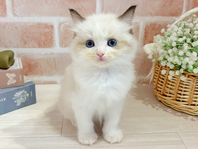 東京都のラグドール (ペッツファースト自由が丘店/2025年12月31日生まれ/男の子/シールポイントバイカラー)の子猫の1枚目の画像
