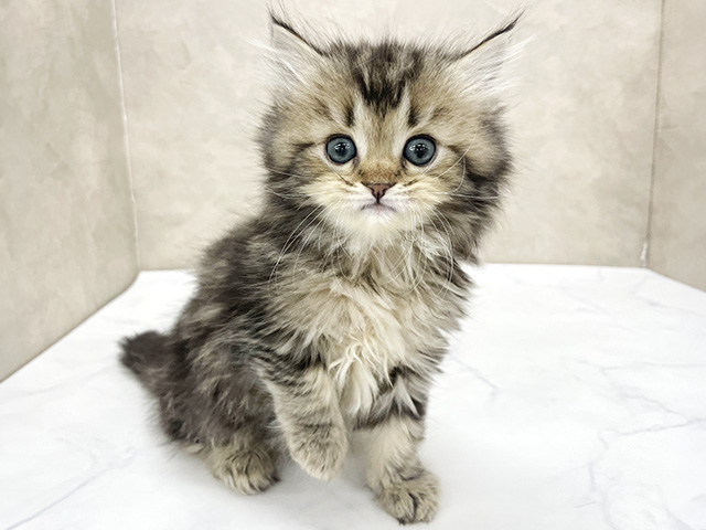 東京都のサイベリアン (ペッツファースト八王子多摩美大前店/2026年1月8日生まれ/女の子/ブラウンタビー)の子猫の1枚目の画像